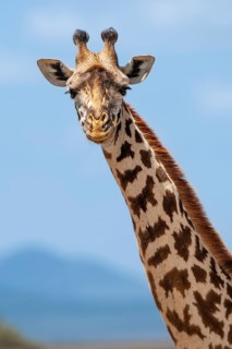 Maasai giraffe (Giraffa camelopardalis tippelskirchi), portrait, Masai Mara, National Park, Kenya,
