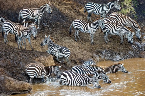 Zebras (Equus quagga), flock, water, Masai Mara, Kenya