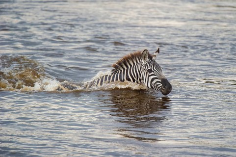 Zebra (Equus quagga), crosses Mara River while migrating, Kenya, East Africa