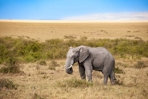 African elephant (Loxodonta africana), male in the Masai Mara landscape, Kenya, East Africa