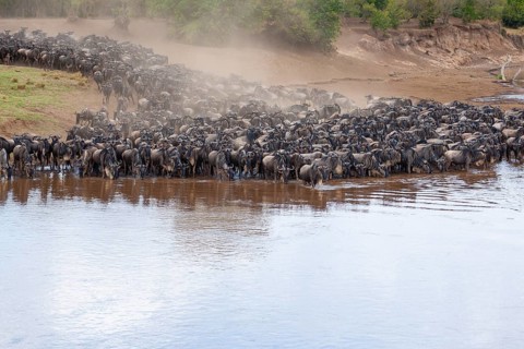 Striped wildebeest (Connochaetes taurinus), wildebeest migration, jostling wildebeest on the Mara