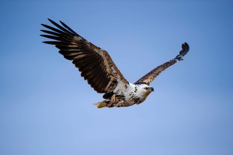 African osprey (Pandion haliaetus) flying at sunset, Masai Mara, Kenya