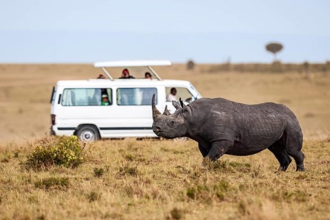Black rhinoceros (Diceros bicornis) in front of safari wagon, Masai Mara, Kenya