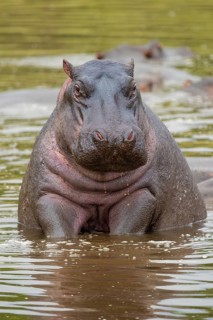 Hippopotamus, hippo (Hippopotamus amphibius), hippo sitting in water, Masai Mara National Park,