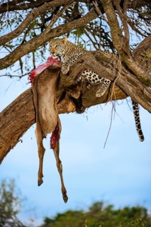 Leopard (Panthera pardus) eats captured striped gnu, white-bearded wildebeest (Connochaetes
