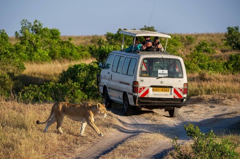 Lion (Panthera leo), female, in front of safari wagon, Masai Mara National Reserve, Kenya, East
