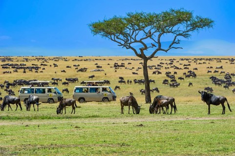 Wildebeest (Connochaetes taurinus), wildebeest, flock on pasture in the evening light, safari wagon