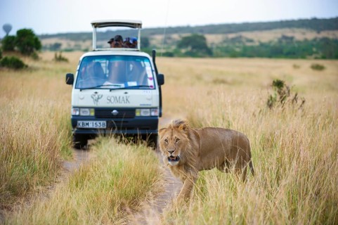Lion (Panthera leo), male, in front of safari wagon, Masai Mara National Reserve, Kenya, East