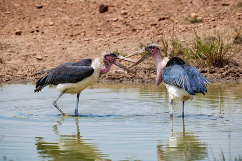 Marabou, marabus (Leptoptilos crumeniferus) fighting in the pond, Masai Mara, Kenya