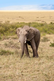 African elephant (Loxodonta africana), male in the Masai Mara landscape, Kenya, East Africa