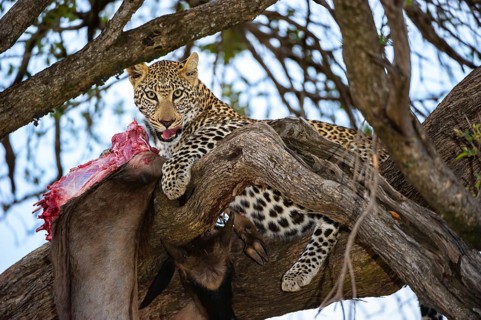 Leopard (Panthera pardus) eats captured striped gnu, white-bearded wildebeest (Connochaetes