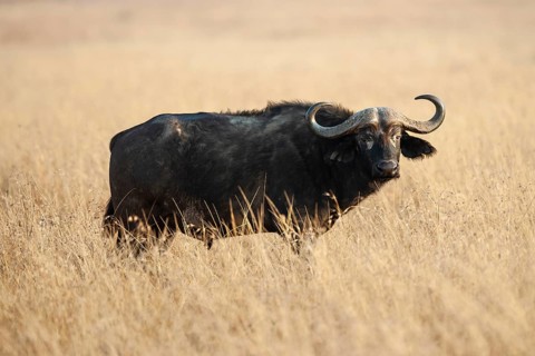 African buffalo, kaffir buffalo (Syncerus caffer) in tall grass, Masai Mara, Kenya