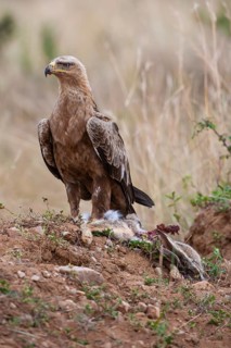 Predatory eagle or savanna eagle (Aquila rapax), adult bird with battered rabbit, Masai Mara, Kenya