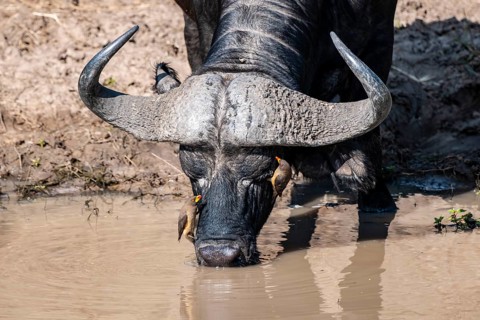 African buffalo (Syncerus caffer) or kaffir buffalo drinking from the river, with yellow-billed