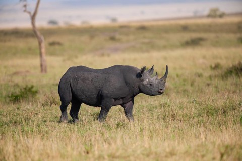 Black rhinoceros (Diceros bicornis), Masai Mara, Kenya