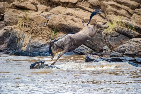 Striped wildebeest (Connochaetes taurinus), wildebeest jumping into Mara River, wildebeest