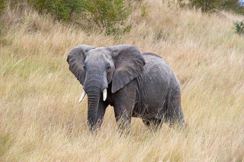 African elephant (Loxodonta africana), male in the Masai Mara landscape, Kenya, East Africa