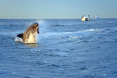 Great white shark (Carcharodon carcharias), jump, eats seal, Seal Island, Western Cape, Republic of