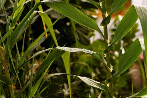 Green plant leaves with fresh water drops sparkling on their surface in a natural outdoor setting,