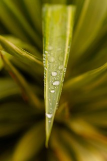 Green plant leaf covered in fresh water drops. Close-up view showing nature's beauty and