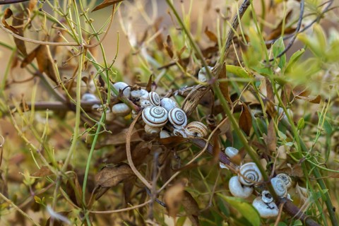 Ronda, malaga, spain Cluster of small snails with striped shells clinging to green and dried plant