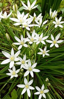 The natural beauty of the asparagus family. A close-up macro photo of Ornithogalum umbellatum