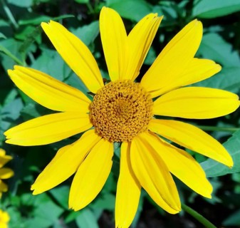Geliopsis sunflower (Heliopsis helianthoides) on a green background. Macro photography of a flower