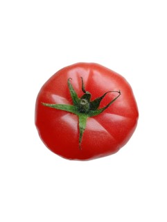 Juicy ripe tomato with green sprout on white background