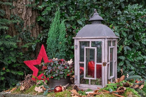 Christmas lantern with red apples and star surrounded by moss and pine branches in the forest,