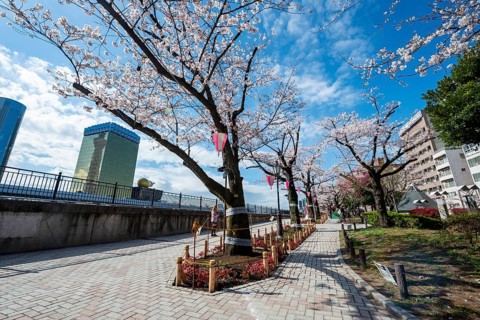 Sumida Park with blooming cherry trees, Japanese cherry blossoms, waterfront along the Sumida