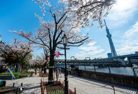 Sumida Park with blooming cherry trees, Japanese cherry blossoms, waterfront along the Sumida