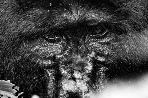 Silverback, animal portrait, mountain gorilla (Gorilla berengei berengei), Bwindi Impenetrable