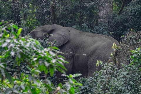 African elephant in forest, Bwindi Impenetrable National Park, Uganda