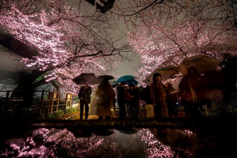 People walking under blooming illuminated cherry trees at night, Japanese cherry blossoms in