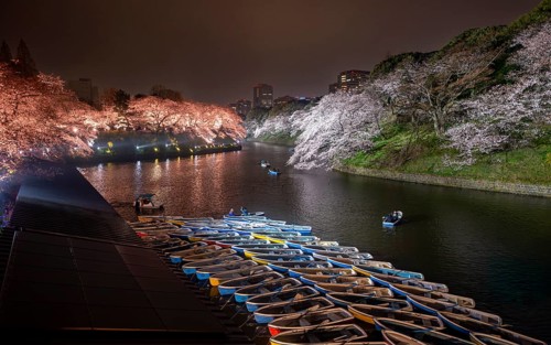 Rowing boats on Chidorigafuchi Canal, illuminated cherry trees blooming on the shore at night,
