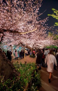 People walking under blooming illuminated cherry trees at night, Japanese cherry blossoms in