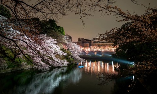 Chidorigafuchi Canal with rowboat in front of blooming illuminated cherry trees at night, castle