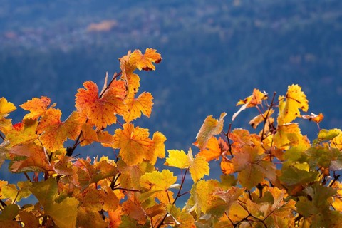 Vibrant vine leaves reddish and yellow. Background mountain. Rhone Valley, Switzerland