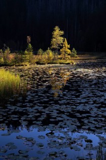 Huzenbachersee, Karsee in the light of the evening sun, Black Forest National Park,