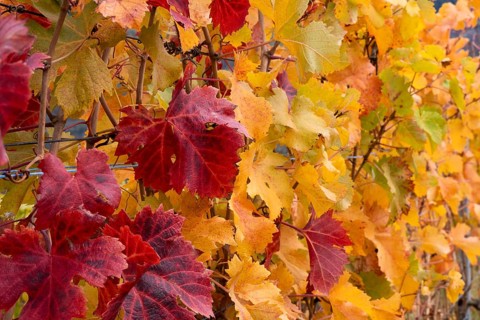 Vine leaves, red and yellow. Autumn colours in the Rhone Valley. Colourful yellow orange image.