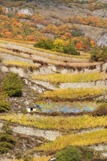 Terraced grape vineyards, steps up the hill in autumn colours in the Rhone Valley. Colourful yellow