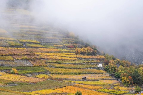 Terraced grape vineyards in autumn colours in the Rhone Valley. Downhill growing in colourful