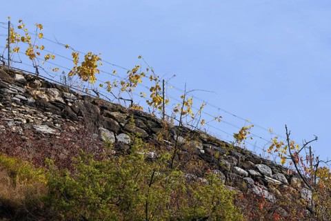 Vine hangs on wire on top of a handmade stone wall. Background is blue sky. Autumn colours in the