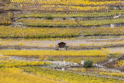 Terraced grape vineyards in autumn colours in the Rhone Valley. Little brown hut stands in the