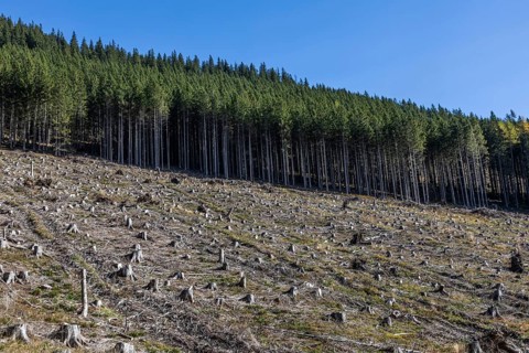 Schlägertes Forest area, Präbichl, Styria, Austria