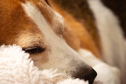 A serene close-up of a beagle resting on a fur blanket, bathed in dreamy lighting, Graz, Austria