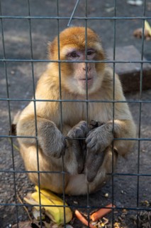 Monkey sitting pensively behind a wire mesh cage at a zoo, Preding, Austria