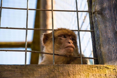 A monkey inside a cage, looking pensive while peering through the bars, Preding, Austria