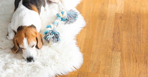 Portrait of Adult male beagle dog sleeping indoors. Dog background theme