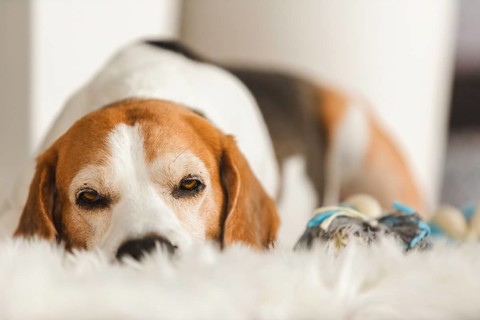 A beagle lies down on a fluffy surface with a relaxed demeanor, Graz, Austria